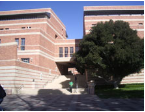 UCLA