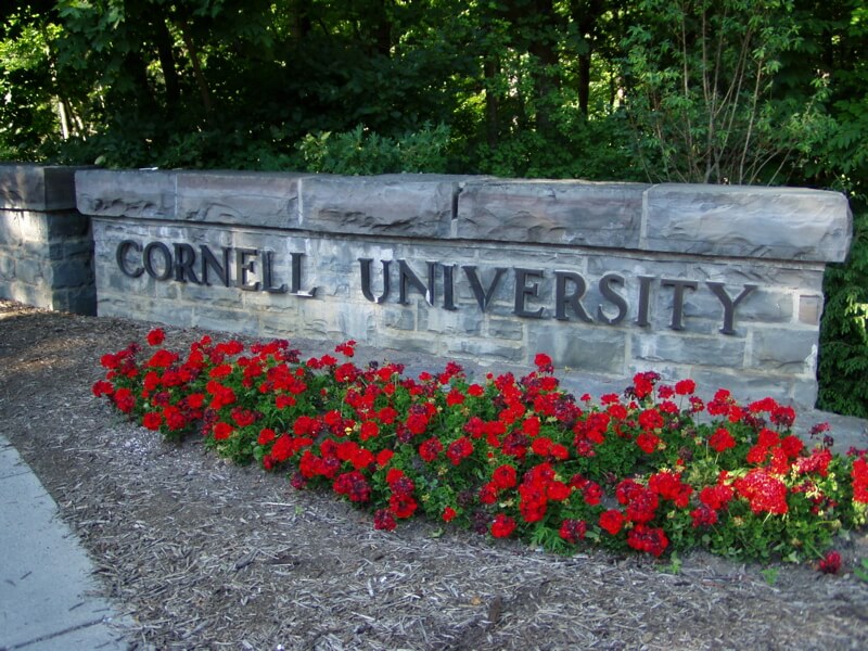 Cornell university college of arts and sciences essay