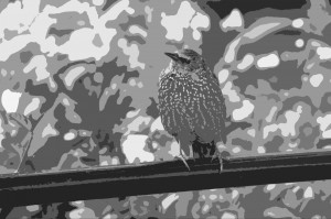 Early Bird