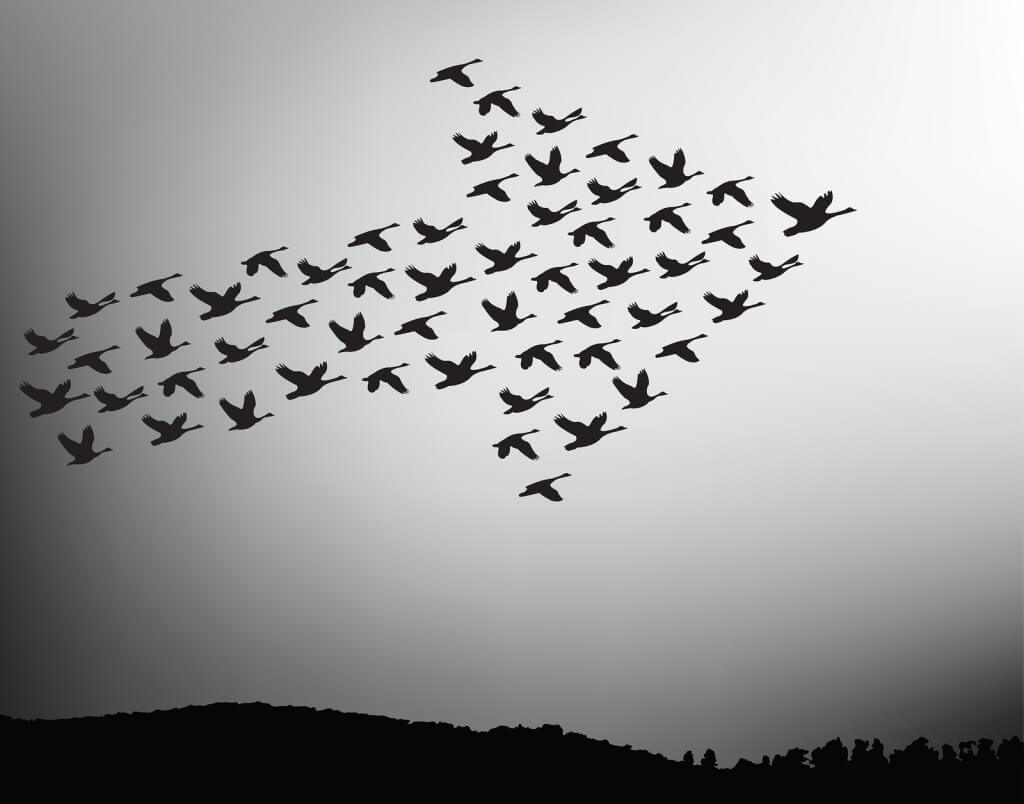 bigstock Flock Of Birds Flying In The S 116901191