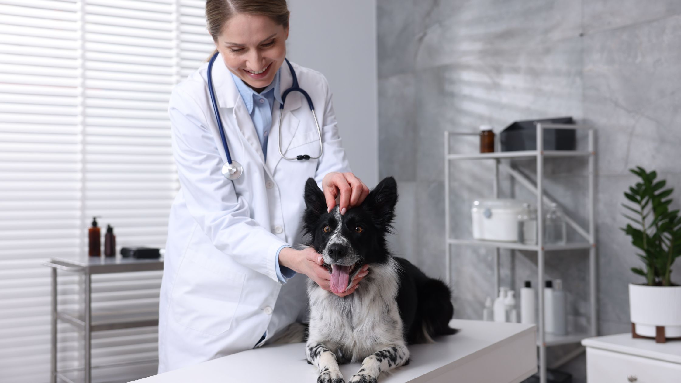Vet School Personal Statement Examples to Guide You